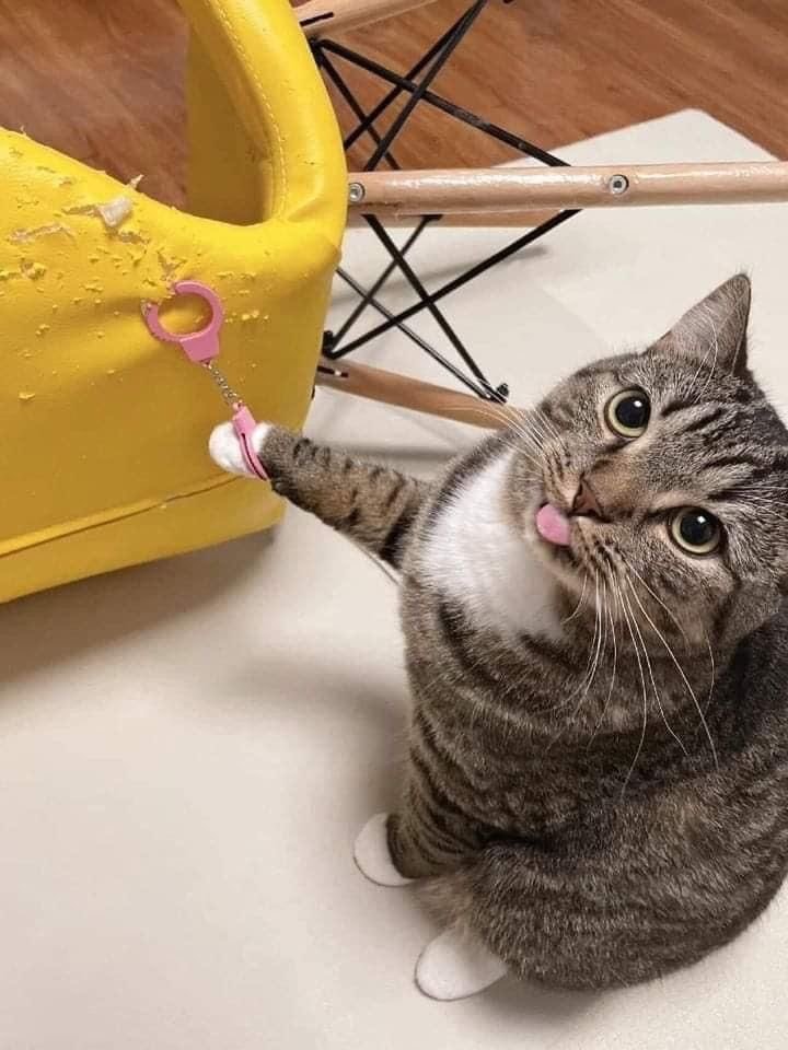 tabby cat with pink handcuffs