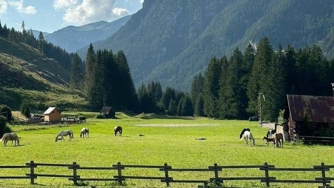 Switzerland spring bloom (photo 3 of 3)