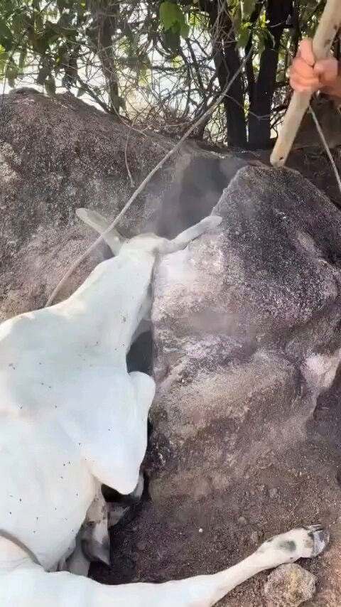 Cow rescue between rocks