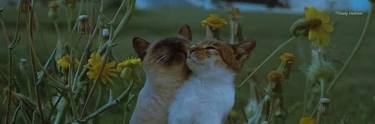 cats in wildflowers cats in wildflowers