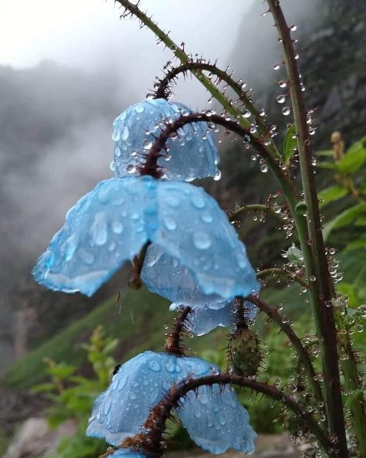 Himalayan blue poppies in rain