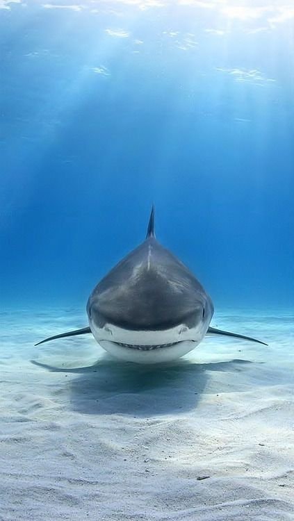 Queen of the Ocean tiger shark