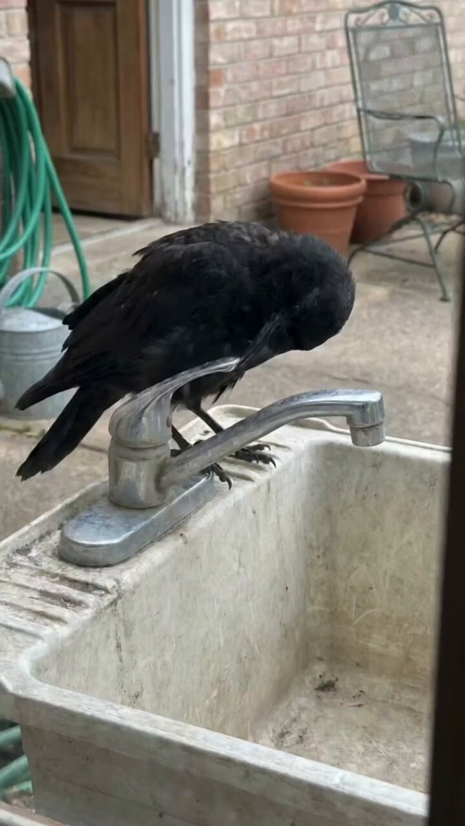 Crow turns tap on and off