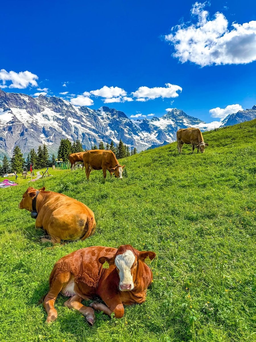 Switzerland (photo 3 of 4)