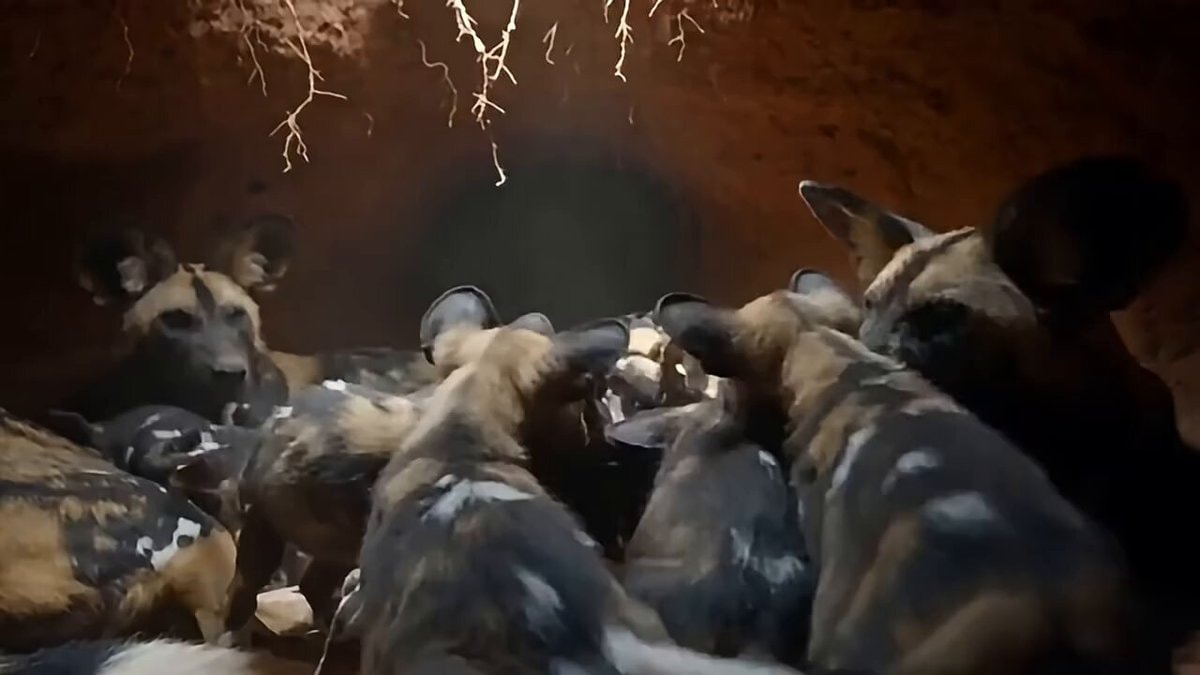 African wild dog pack hunting
