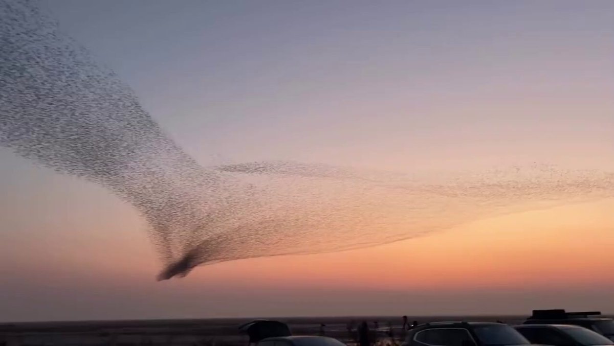 birds flying artistry