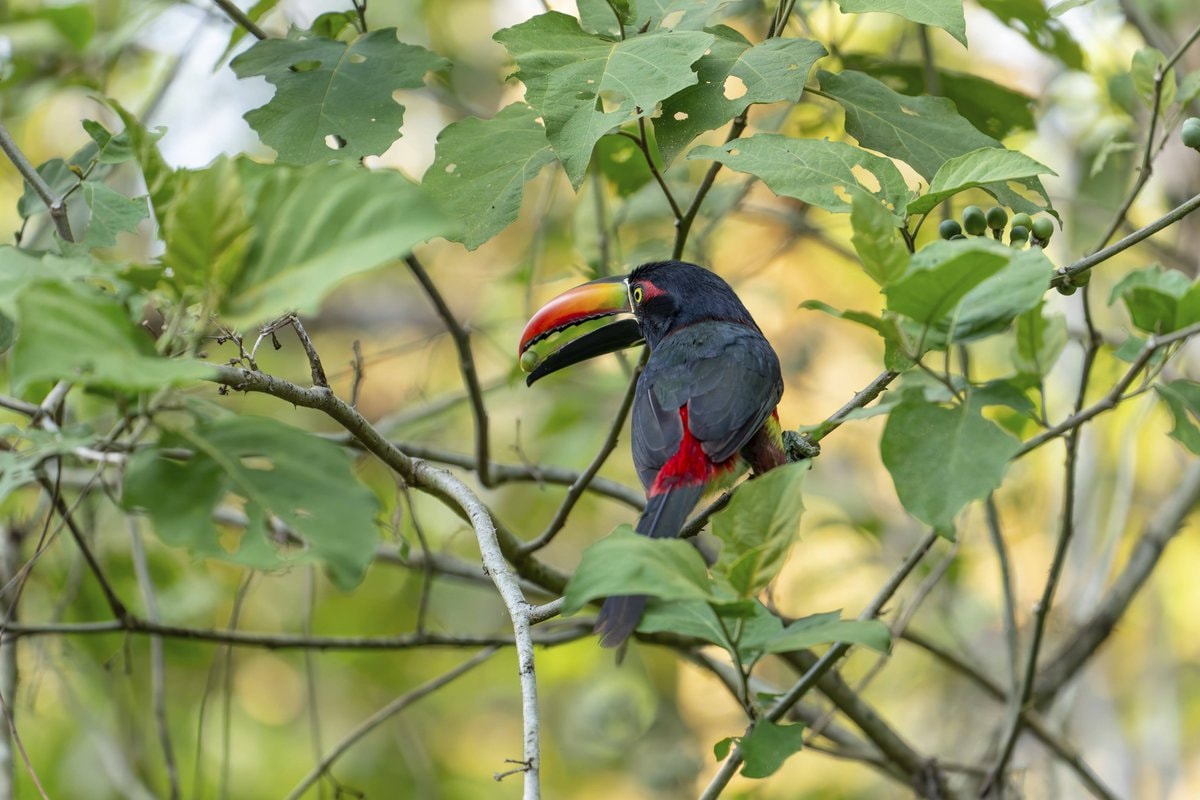 Costa Rica reverses deforestation (photo 1 of 2)