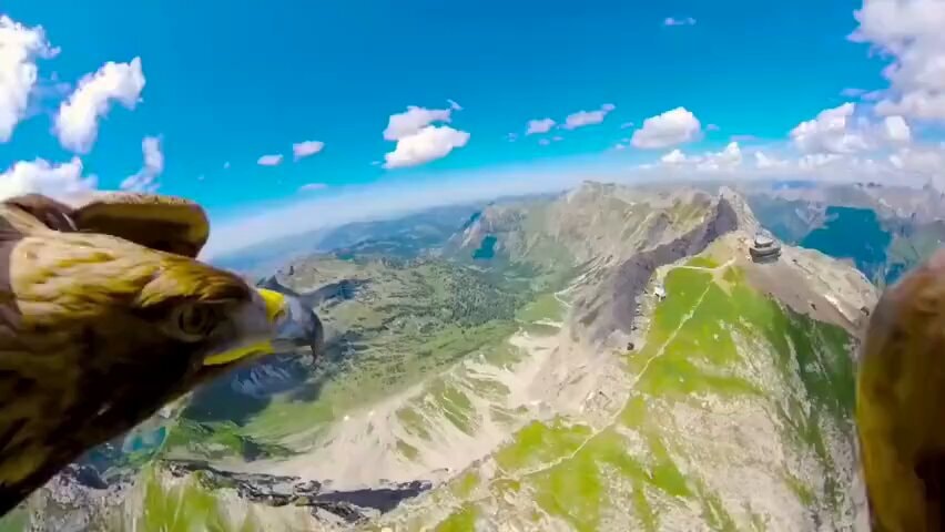Golden eagle flight mountain view