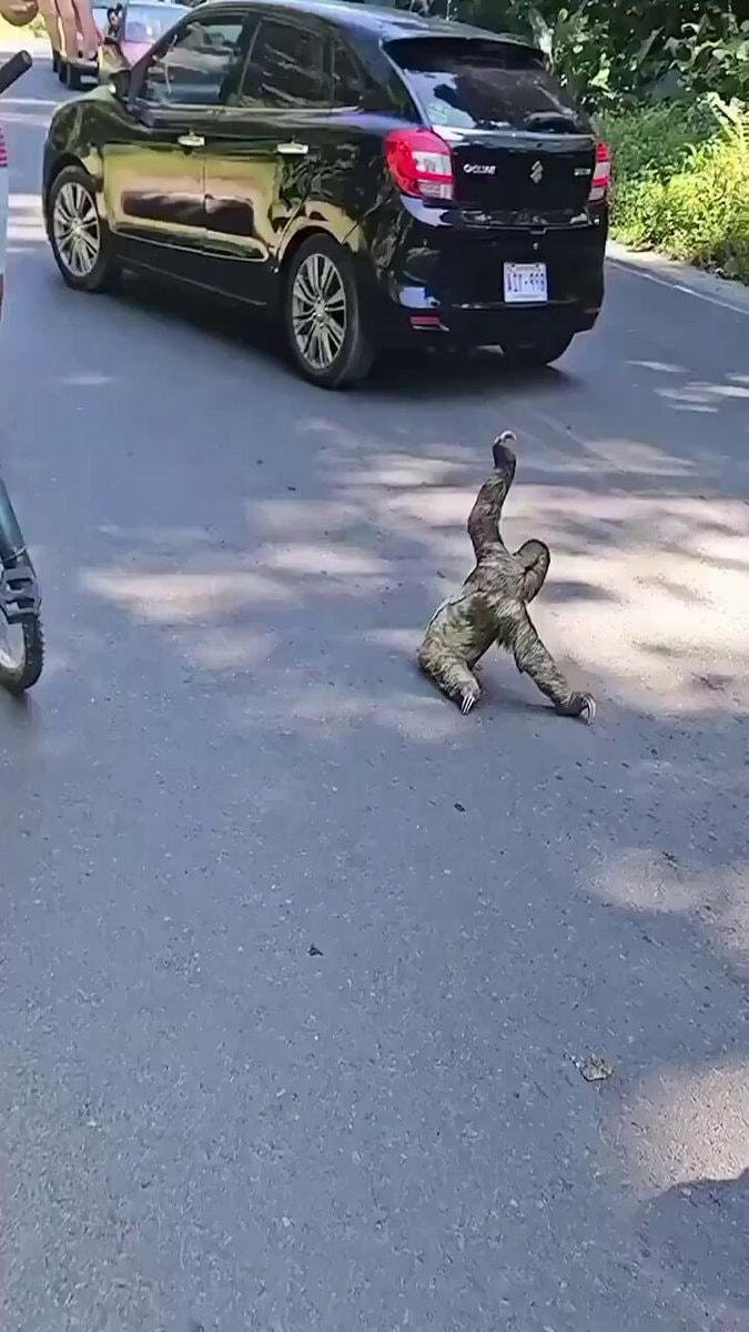 Sloth crossing road