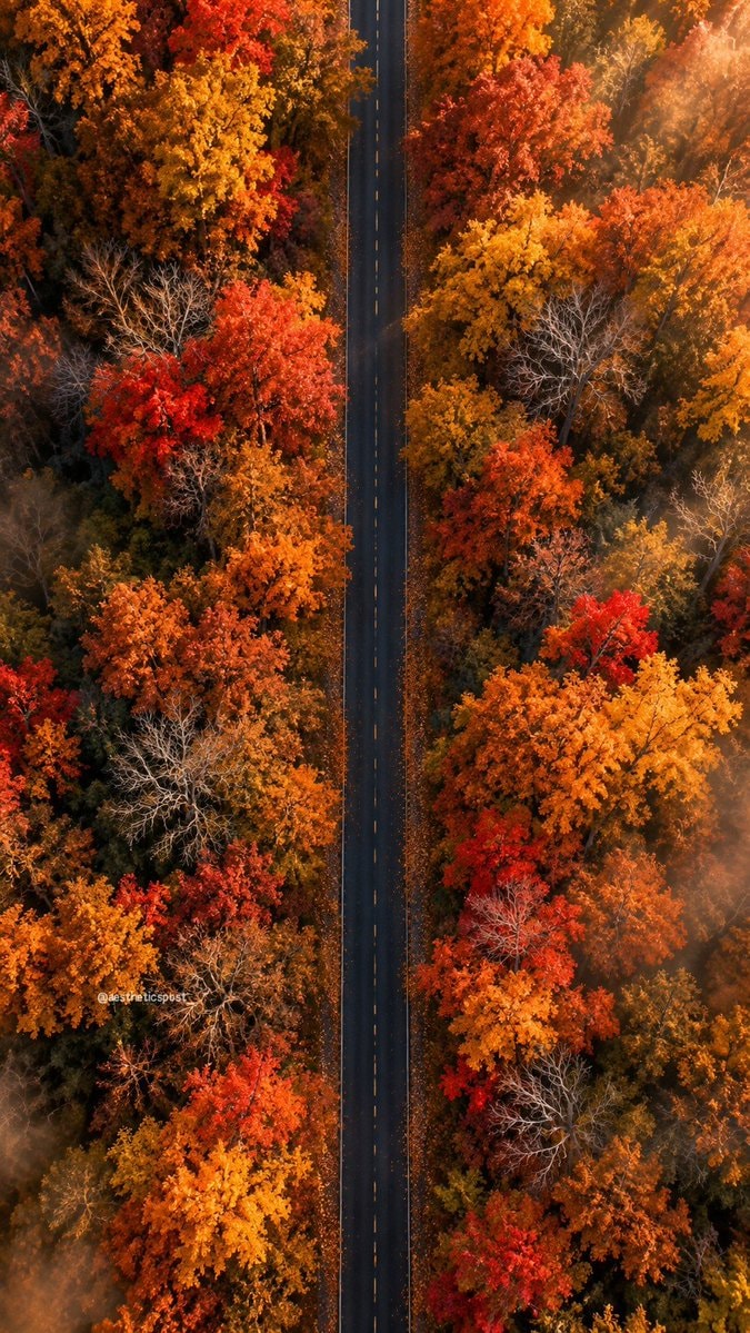 Autumn forest road aerial view
