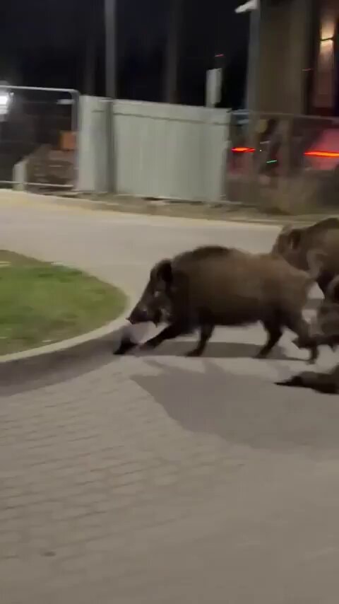 wild boars Poland robot