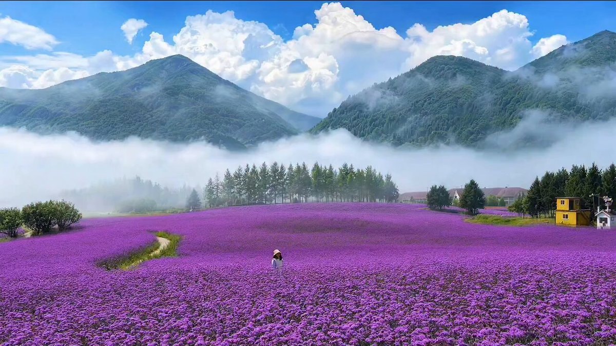 purple flower field painting come to life
