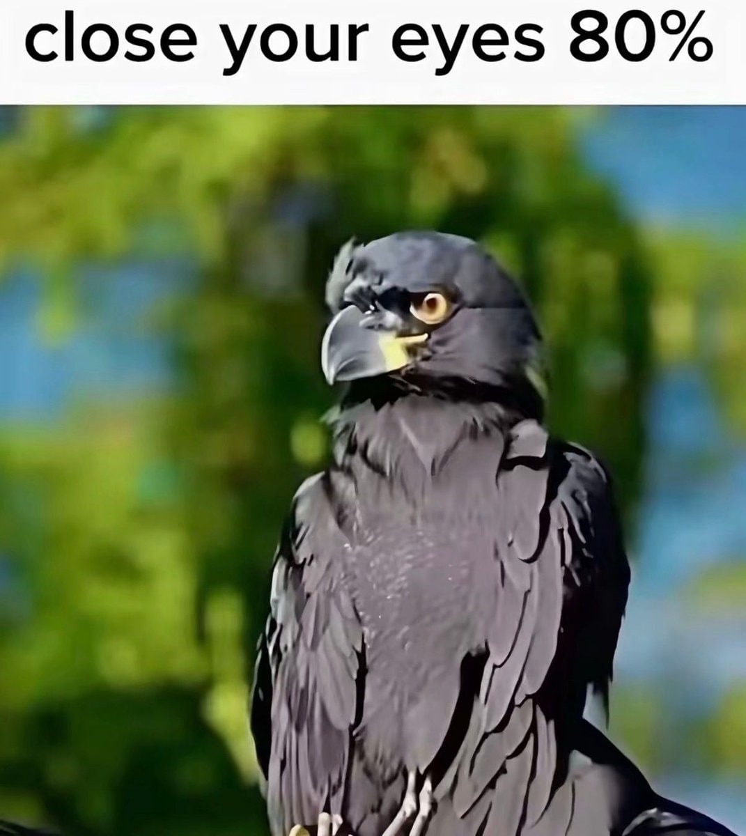 black bird perched
