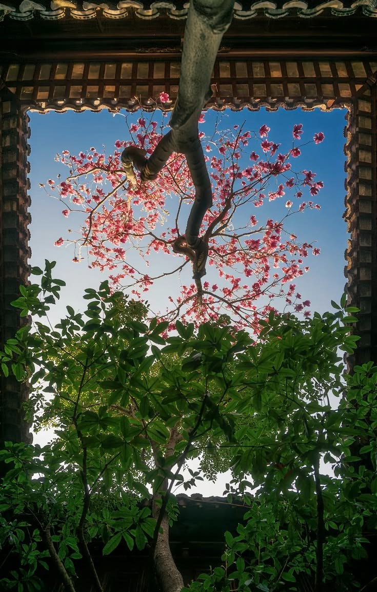 pink blossoms through aged wood