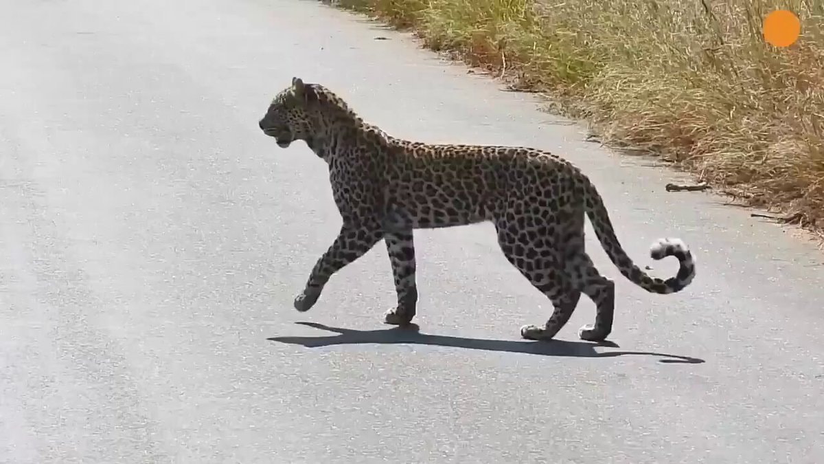Gato é gato