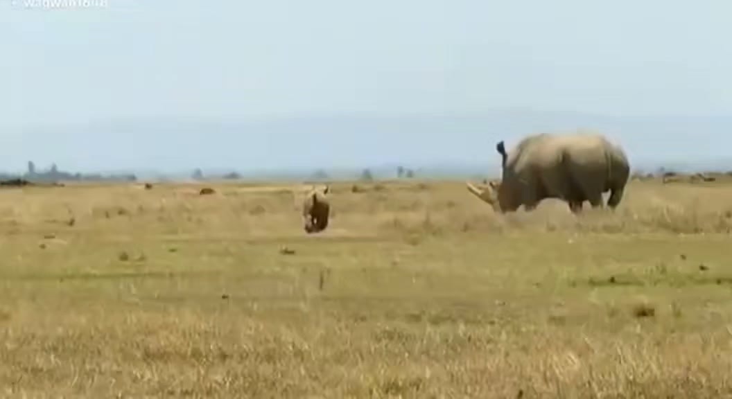 rhino mating attempt blocked by mother