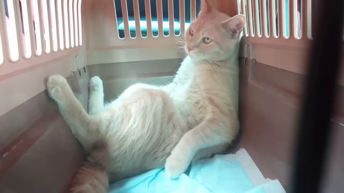 Ginger cat medieval prisoner vet trip