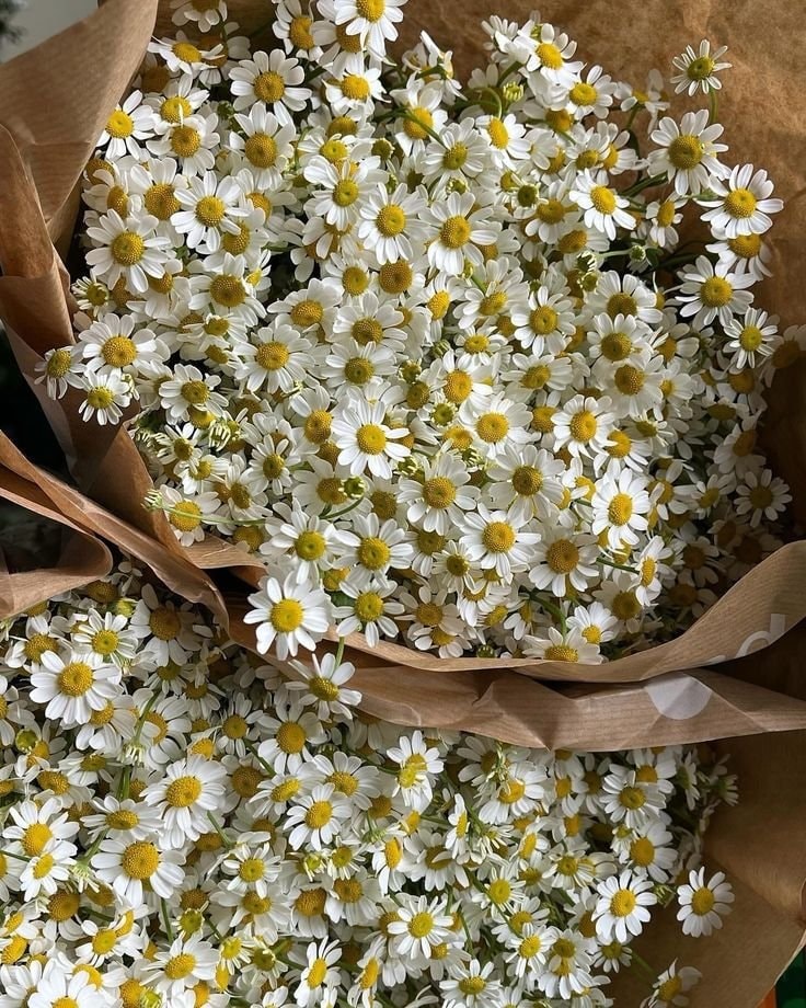 White daisies in brown paper wrap (photo 3 of 4)