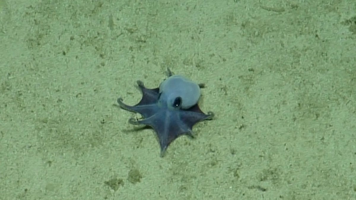 blue octopus Galapagos Islands (photo 2 of 2)