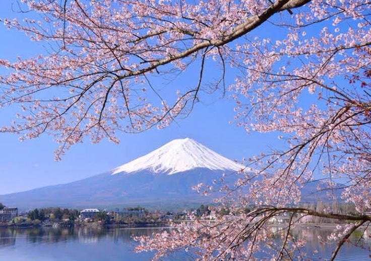 Mount Fuji Japan cherry blossoms (photo 3 of 4)