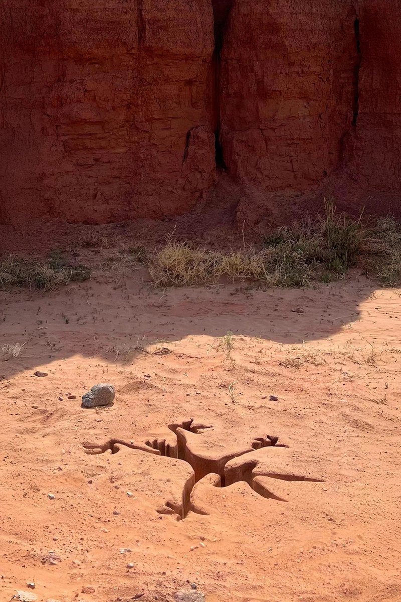 Coyote vs Acme box office projection (photo 2 of 2)