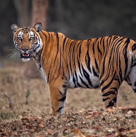 India Tiger Population 2000-2013 🐅