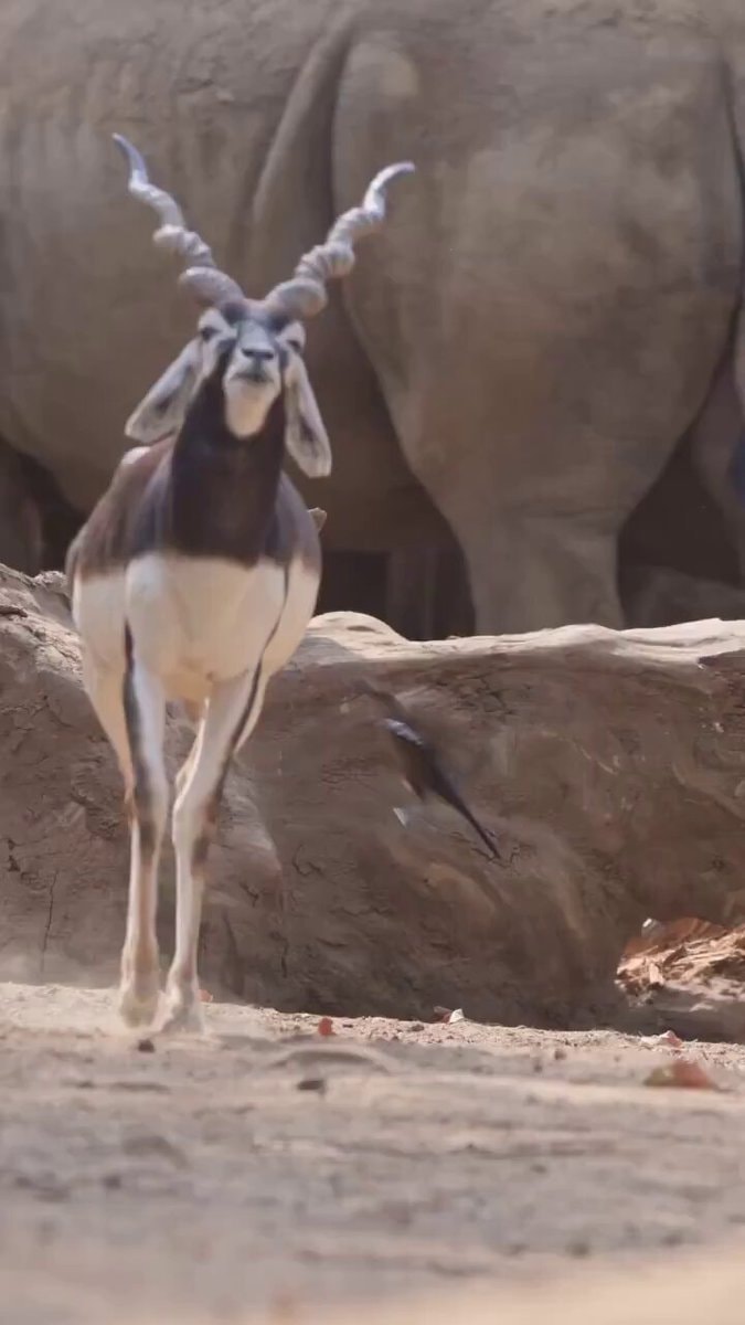 antelope mating season walk