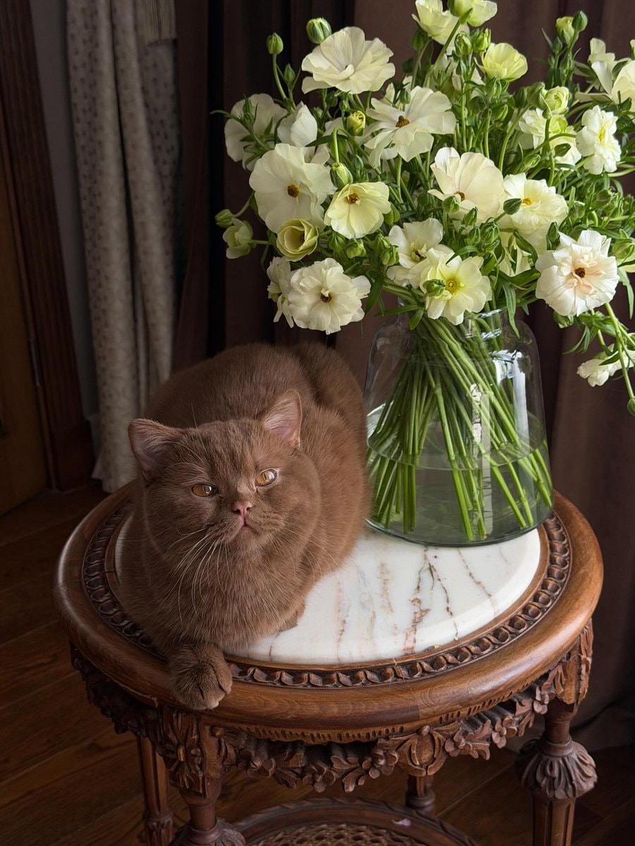 fluffy brown cat with orange eyes (photo 2 of 4)
