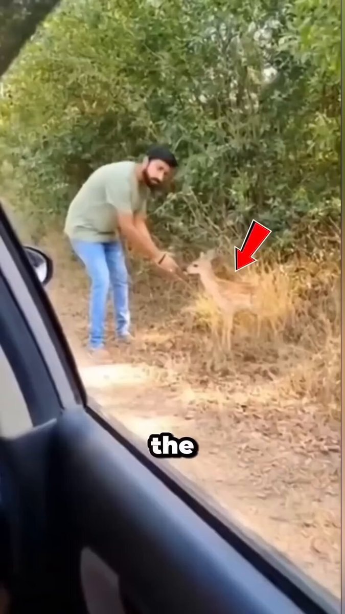 unexpected animal moments caught on camera