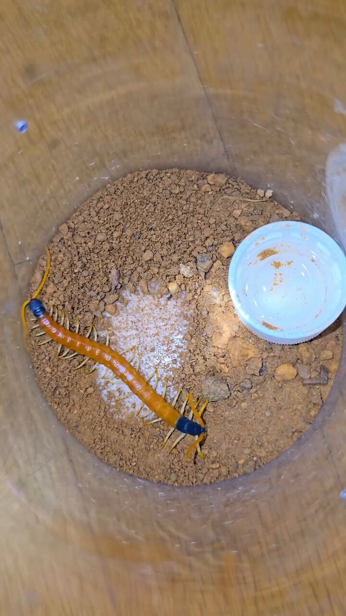 Centipede ASMR