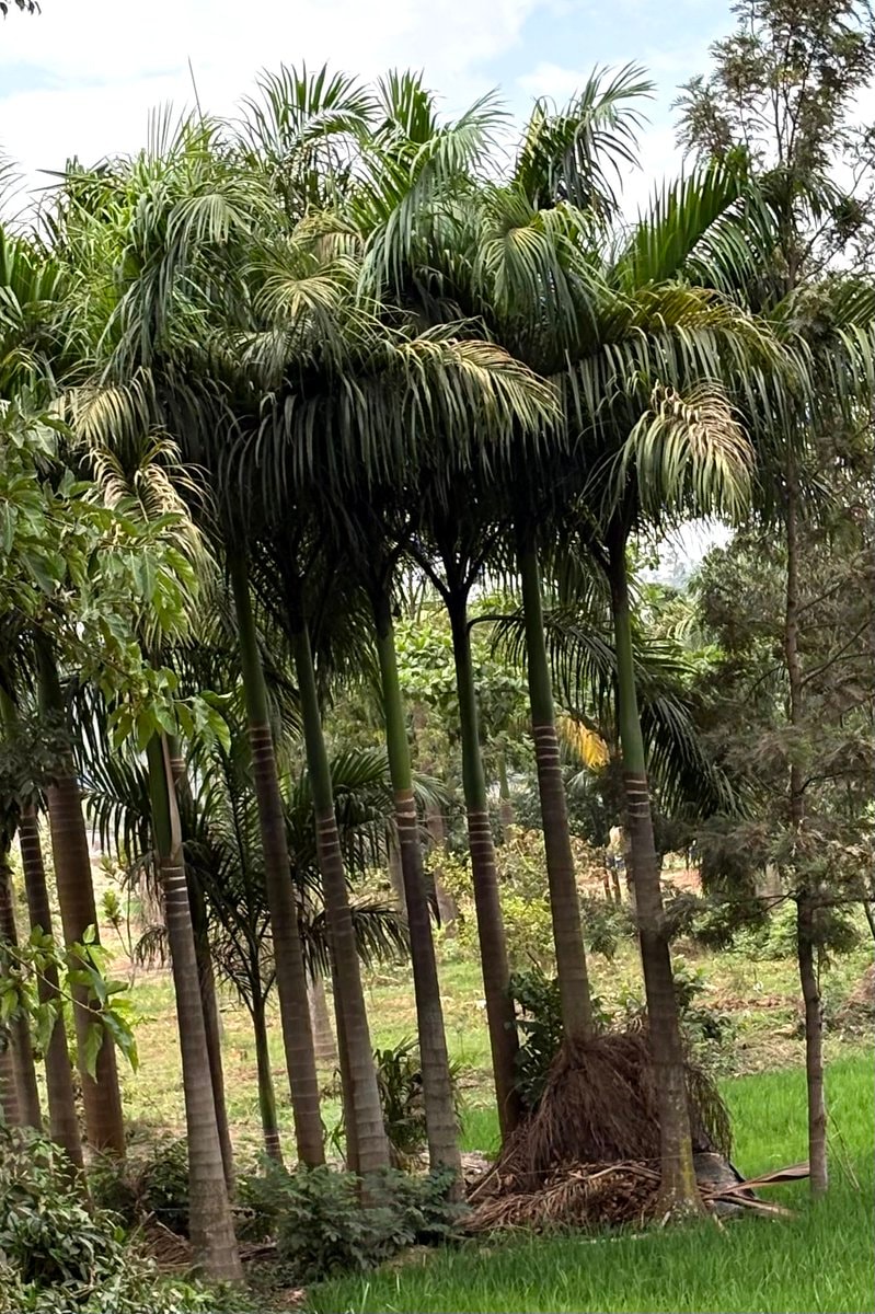 palm trees cluster