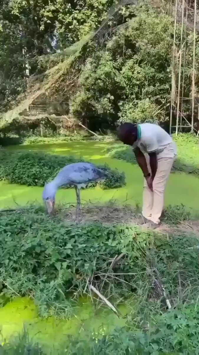 African shoebill bowing for friendship
