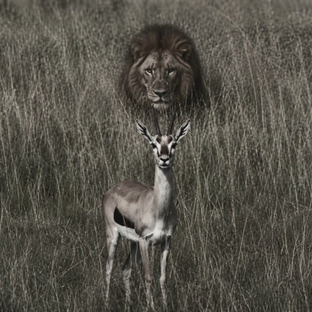 Gazelle and lion in tall grass