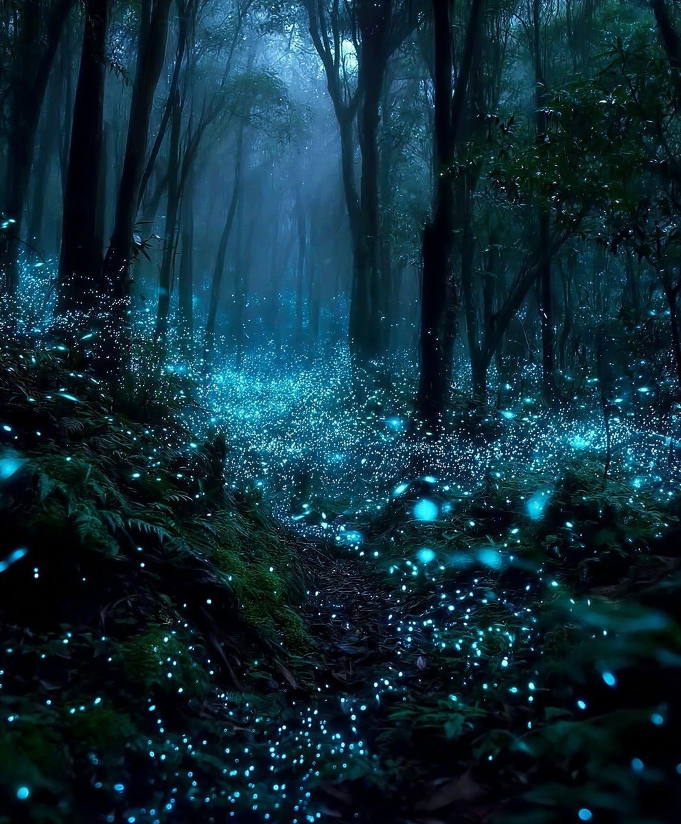 New Zealand glowing forest