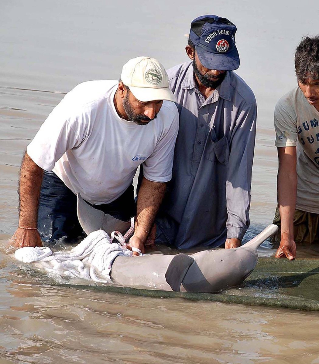 Indus River dolphin sanctuary Pakistan (photo 1 of 2)