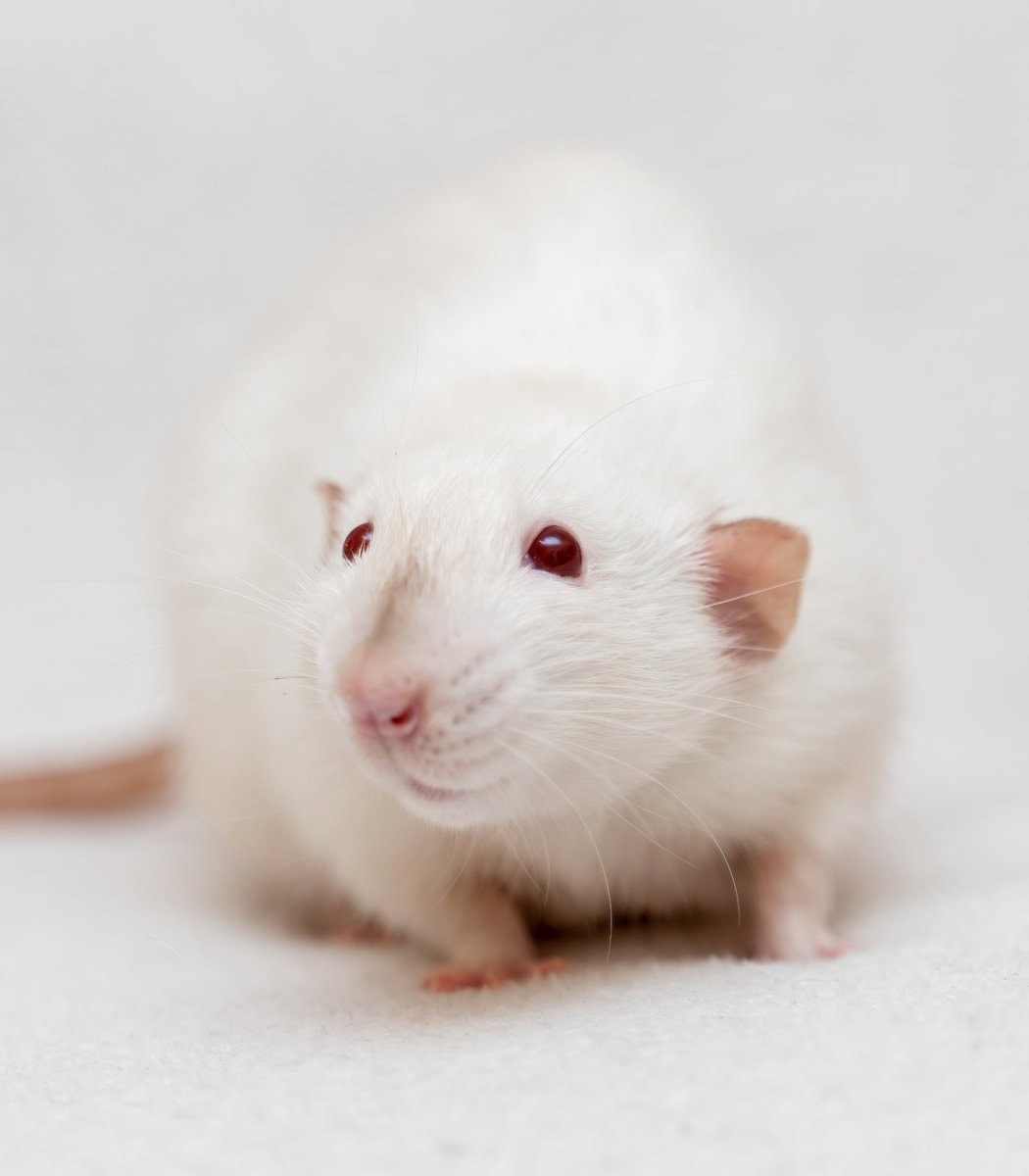 Genetically engineered mice with human cells