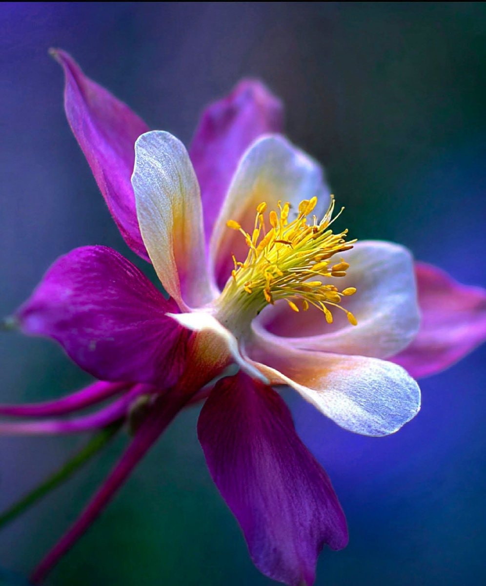 Upward facing Columbine flower Upward facing Columbine flower