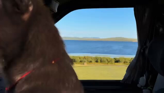dog looking out car window