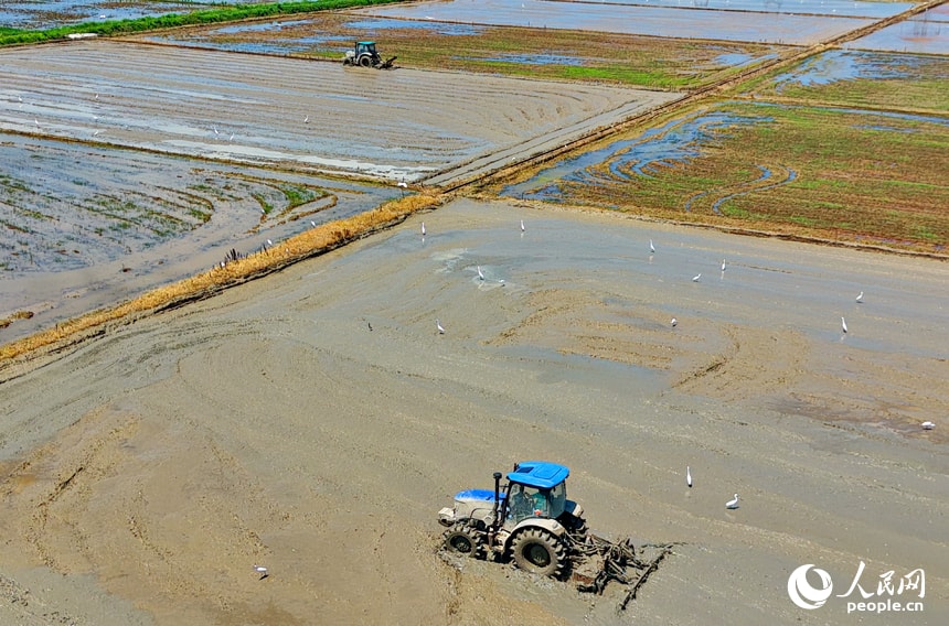 Jiangxi rice field plowing (photo 4 of 4)