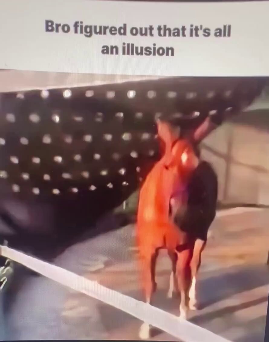 horse cheat code moment 😂 horse cheat code moment 😂