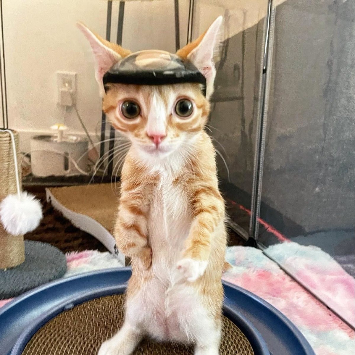 Kitten born without skull wears helmet (photo 2 of 2)