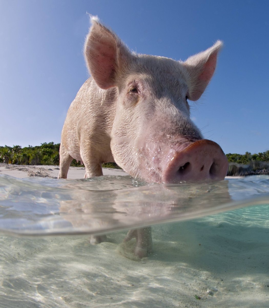 Selah's Pig Sanctuary Hawaii volunteer opportunity