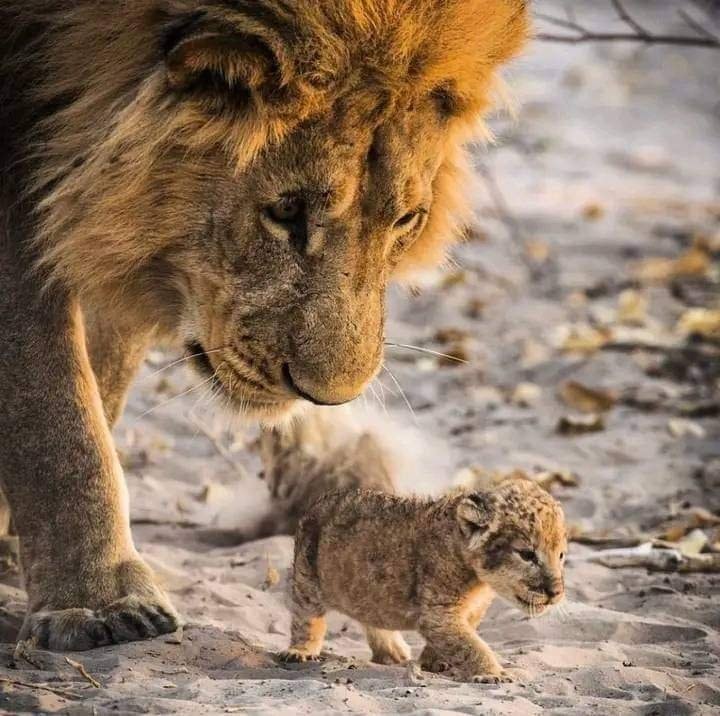 Lion dad checking on his cub