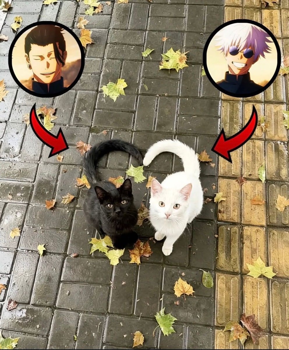 Jujutsu Kaisen cats Suguru Geto Satoru Gojo