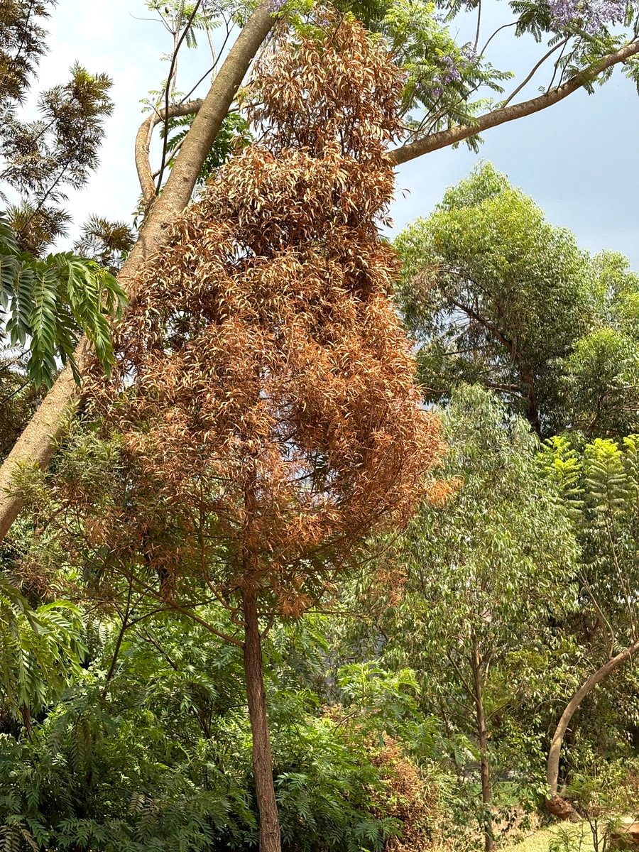 dry tree in park (photo 2 of 2)