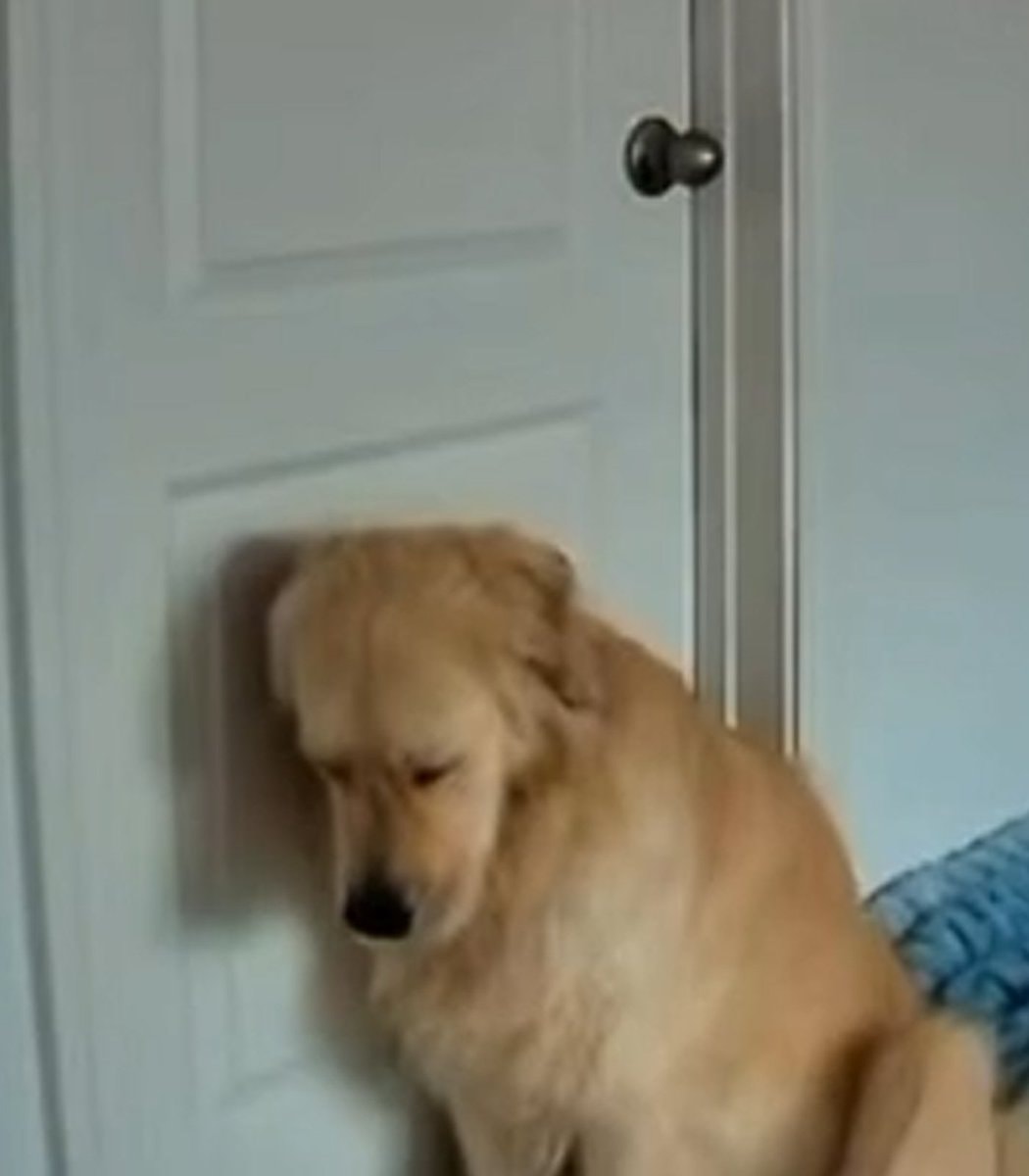 Owner quits job for dog Vader Owner quits job for dog Vader