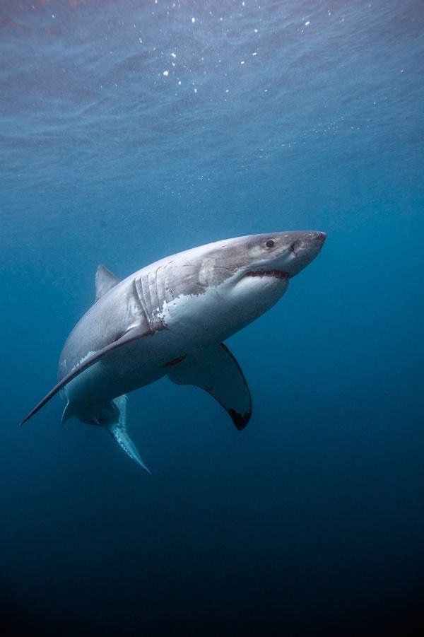 Humans smell rain better than sharks smell blood