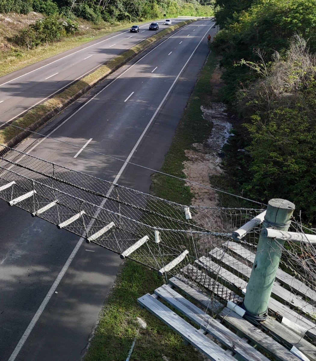 Costa Rica wildlife crossings