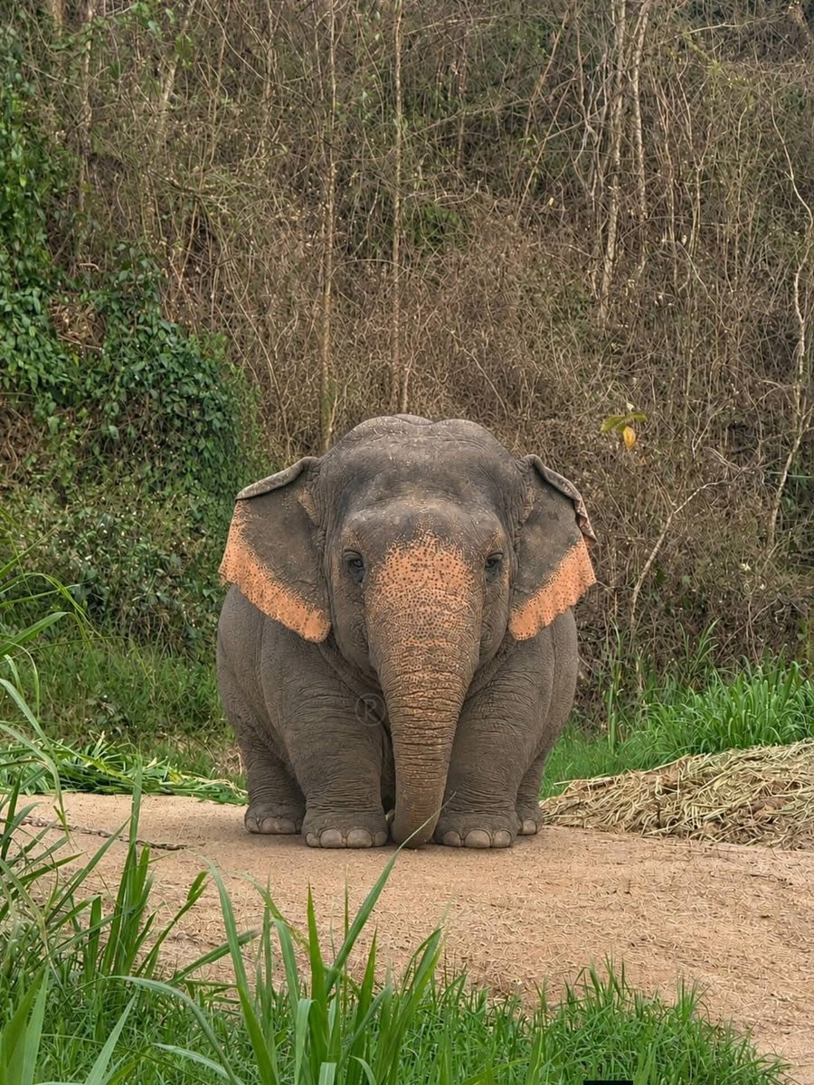 baby elephant bullied for being chubby (photo 2 of 2)