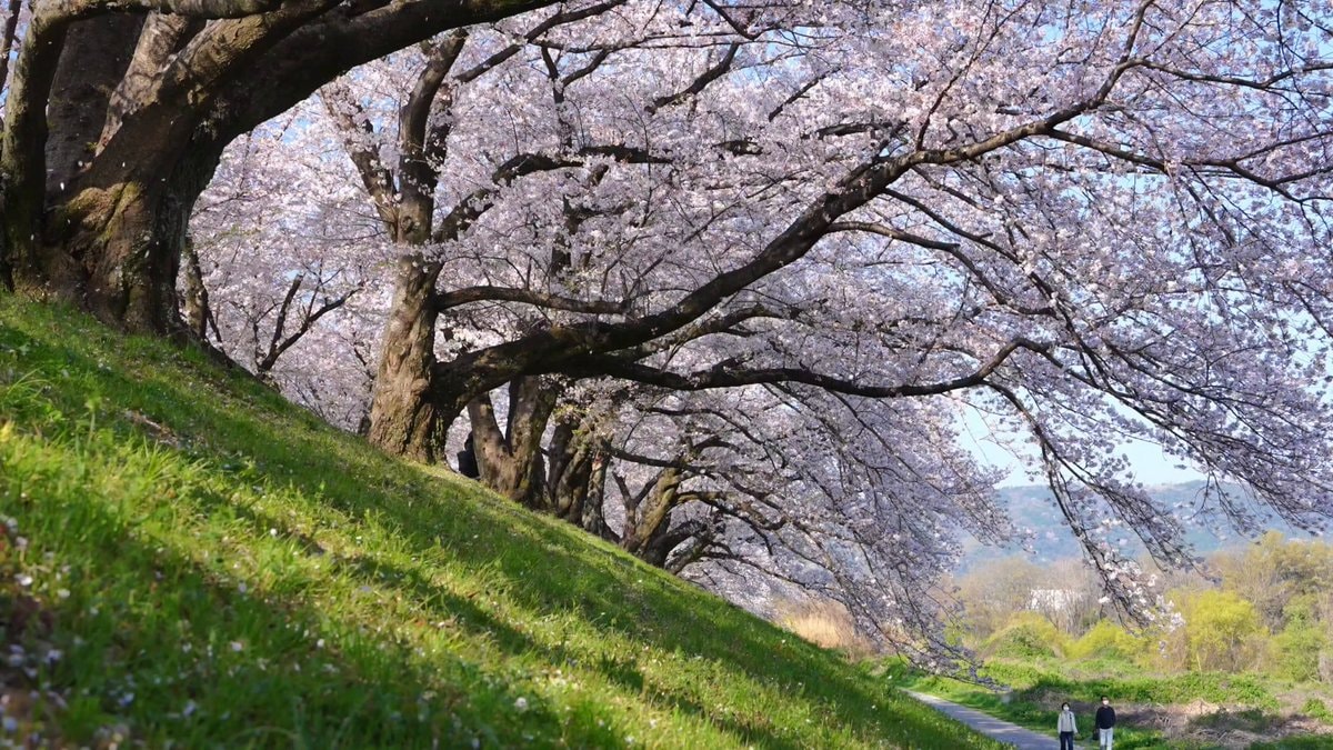 cherry blossoms in bloom 🌸